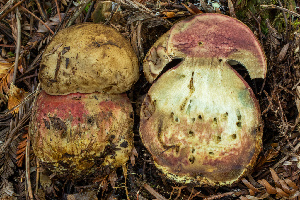  (Rubroboletus - HAY-F-007166)  @11 [ ] by-nc (2023) Dean Lyons Fungal Diversity Survey