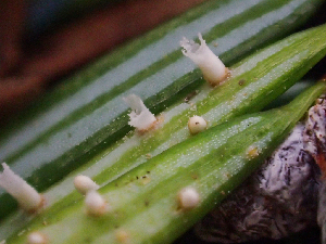  (Milesinaceae - HAY-F-007083)  @11 [ ] by-nc (2023) Dean Lyons Fungal Diversity Survey