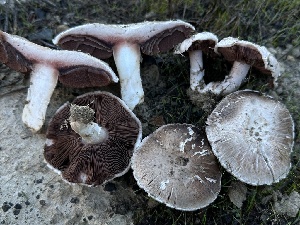  ( - HAY-F-007311)  @11 [ ] by-nc (2023) Taye Bright Fungal Diversity Survey