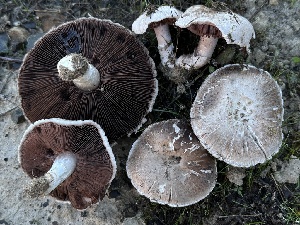  ( - HAY-F-007311)  @11 [ ] by-nc (2023) Taye Bright Fungal Diversity Survey