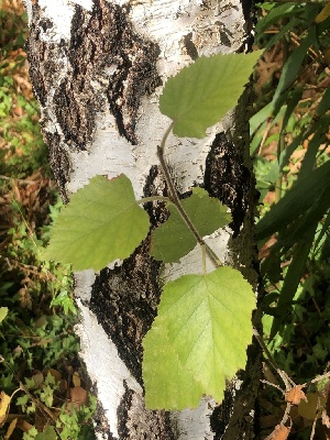  ( - HAY-F-007121)  @11 [ ] by-nc (2023) Dean Lyons Fungal Diversity Survey
