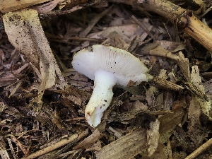  (Russula recondita - HAY-F-007121)  @11 [ ] by-nc (2023) Dean Lyons Fungal Diversity Survey