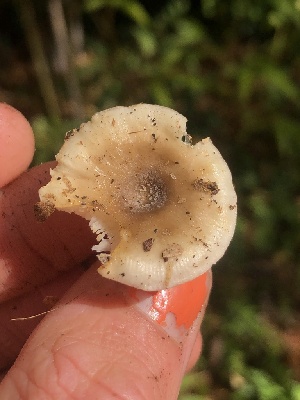  ( - HAY-F-007121)  @11 [ ] by-nc (2023) Dean Lyons Fungal Diversity Survey