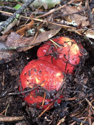  ( - HAY-F-007158)  @11 [ ] by-nc (2023) Dean Lyons Fungal Diversity Survey
