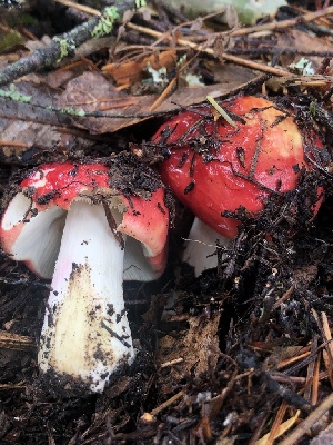  ( - HAY-F-007158)  @11 [ ] by-nc (2023) Dean Lyons Fungal Diversity Survey