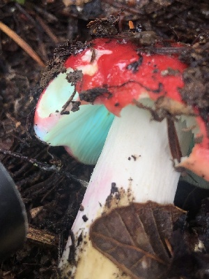  ( - HAY-F-007158)  @11 [ ] by-nc (2023) Dean Lyons Fungal Diversity Survey