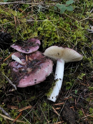  (Russula pseudotsugarum - HAY-F-007123)  @11 [ ] by-nc (2023) Dean Lyons Fungal Diversity Survey