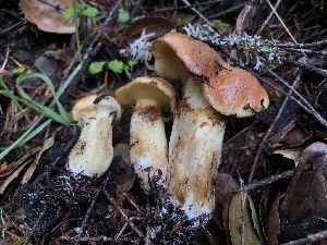  ( - HAY-F-007156)  @11 [ ] by-nc (2023) Dean Lyons Fungal Diversity Survey