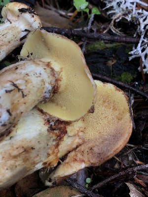  ( - HAY-F-007156)  @11 [ ] by-nc (2023) Dean Lyons Fungal Diversity Survey