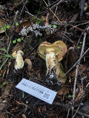  ( - HAY-F-007156)  @11 [ ] by-nc (2023) Dean Lyons Fungal Diversity Survey