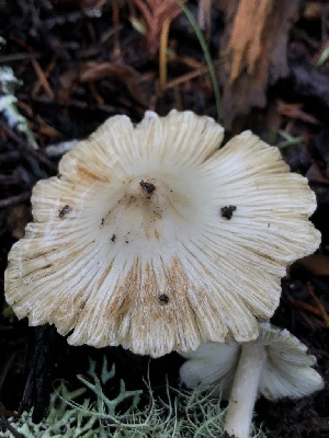  ( - HAY-F-007125)  @11 [ ] by-nc (2023) Dean Lyons Fungal Diversity Survey