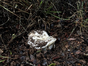  ( - HAY-F-007126)  @11 [ ] by-nc (2023) Dean Lyons Fungal Diversity Survey