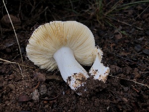  (Russula sp. CA11 - HAY-F-007126)  @11 [ ] by-nc (2023) Dean Lyons Fungal Diversity Survey