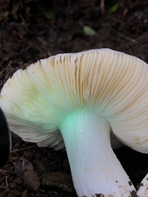  ( - HAY-F-007126)  @11 [ ] by-nc (2023) Dean Lyons Fungal Diversity Survey