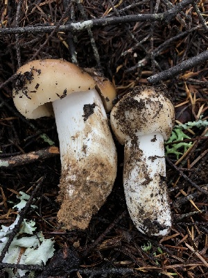  (Russula sp. laurocerasi-Woo3 - HAY-F-007155)  @11 [ ] by-nc (2023) Dean Lyons Fungal Diversity Survey