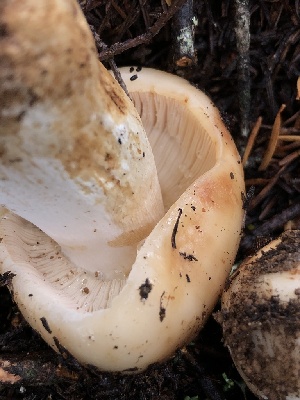  ( - HAY-F-007155)  @11 [ ] by-nc (2023) Dean Lyons Fungal Diversity Survey