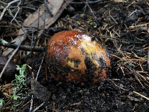  ( - HAY-F-007131)  @11 [ ] by-nc (2023) Dean Lyons Fungal Diversity Survey