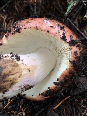  ( - HAY-F-007131)  @11 [ ] by-nc (2023) Dean Lyons Fungal Diversity Survey