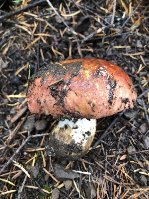  ( - HAY-F-007131)  @11 [ ] by-nc (2023) Dean Lyons Fungal Diversity Survey