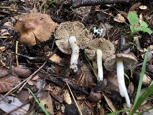  ( - HAY-F-007153)  @11 [ ] by-nc (2023) Dean Lyons Fungal Diversity Survey