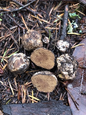  (Rhizopogon parksii - HAY-F-007127)  @11 [ ] by-nc (2023) Dean Lyons Fungal Diversity Survey