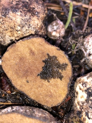  ( - HAY-F-007127)  @11 [ ] by-nc (2023) Dean Lyons Fungal Diversity Survey