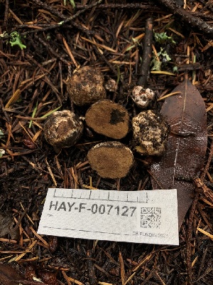  ( - HAY-F-007127)  @11 [ ] by-nc (2023) Dean Lyons Fungal Diversity Survey