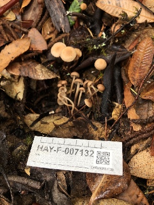  ( - HAY-F-007132)  @11 [ ] by-nc (2023) Dean Lyons Fungal Diversity Survey