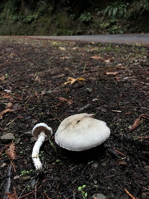  ( - HAY-F-007152)  @11 [ ] by-nc (2023) Dean Lyons Fungal Diversity Survey