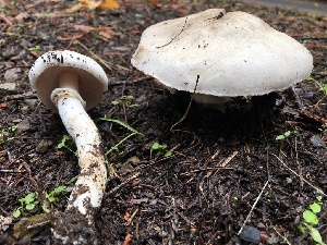  ( - HAY-F-007152)  @11 [ ] by-nc (2023) Dean Lyons Fungal Diversity Survey