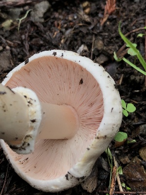  ( - HAY-F-007152)  @11 [ ] by-nc (2023) Dean Lyons Fungal Diversity Survey