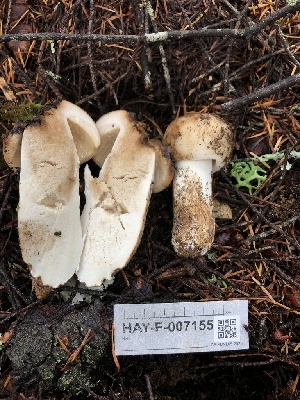  ( - HAY-F-007155)  @11 [ ] by-nc (2023) Dean Lyons Fungal Diversity Survey