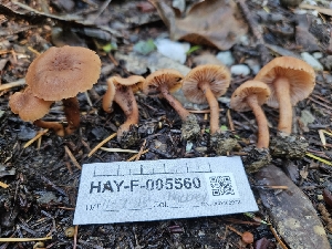  ( - HAY-F-005560)  @11 [ ] by (2023) Mandy Hackney Fungal Diversity Survey