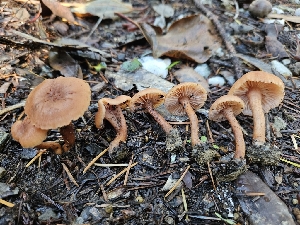  ( - HAY-F-005560)  @11 [ ] by (2023) Mandy Hackney Fungal Diversity Survey