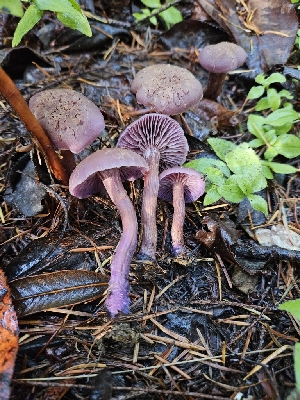  (Laccaria amethysteo-occidentalis - HAY-F-005566)  @11 [ ] by (2023) Mandy Hackney Fungal Diversity Survey