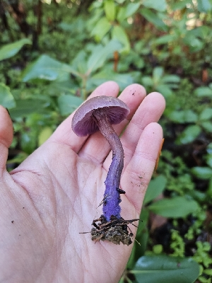  ( - HAY-F-005566)  @11 [ ] by (2023) Mandy Hackney Fungal Diversity Survey