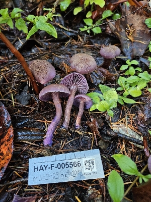  ( - HAY-F-005566)  @11 [ ] by (2023) Mandy Hackney Fungal Diversity Survey