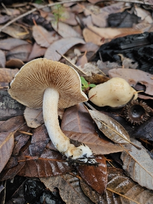  ( - HAY-F-005538)  @11 [ ] by (2023) Mandy Hackney Fungal Diversity Survey