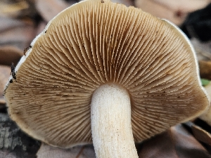  ( - HAY-F-005538)  @11 [ ] by (2023) Mandy Hackney Fungal Diversity Survey