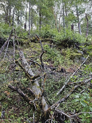  ( - HAY-F-005567)  @11 [ ] by (2023) Mandy Hackney Fungal Diversity Survey