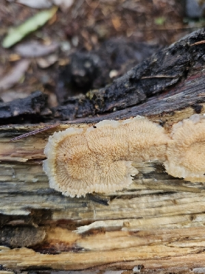  ( - HAY-F-005567)  @11 [ ] by (2023) Mandy Hackney Fungal Diversity Survey