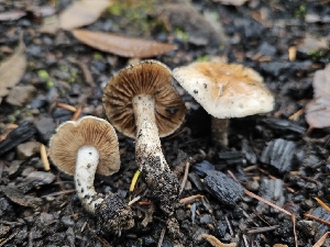  (Hebeloma sp. naviculosporum-CA01 - HAY-F-005561)  @11 [ ] by (2023) Mandy Hackney Fungal Diversity Survey