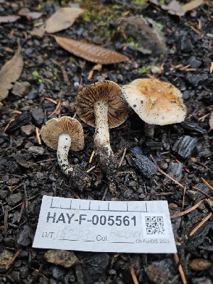 ( - HAY-F-005561)  @11 [ ] by (2023) Mandy Hackney Fungal Diversity Survey