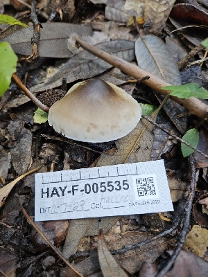  ( - HAY-F-005535)  @11 [ ] by (2023) Mandy Hackney Fungal Diversity Survey