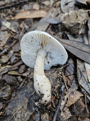  ( - HAY-F-005535)  @11 [ ] by (2023) Mandy Hackney Fungal Diversity Survey