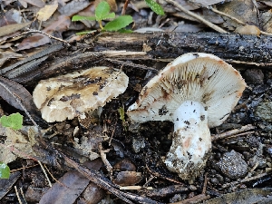  (Russula sp. adusta-PNW04 - HAY-F-005530)  @11 [ ] by (2023) Mandy Hackney Fungal Diversity Survey