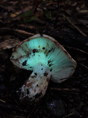  ( - HAY-F-005530)  @11 [ ] by (2023) Mandy Hackney Fungal Diversity Survey