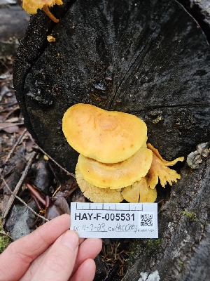  ( - HAY-F-005531)  @11 [ ] by (2023) Mandy Hackney Fungal Diversity Survey