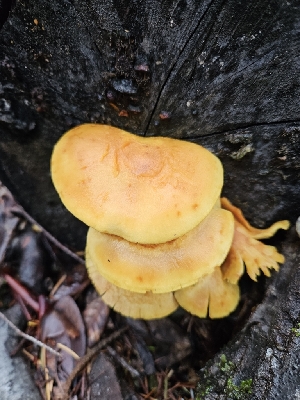  ( - HAY-F-005531)  @11 [ ] by (2023) Mandy Hackney Fungal Diversity Survey