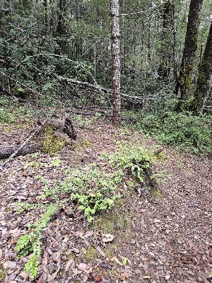  ( - HAY-F-005533)  @11 [ ] by (2023) Mandy Hackney Fungal Diversity Survey